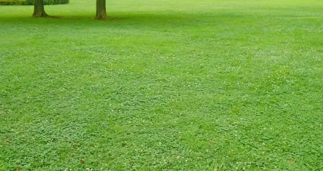 Ultimate Guide to Nano-Banana: How to Use and Prompt for best